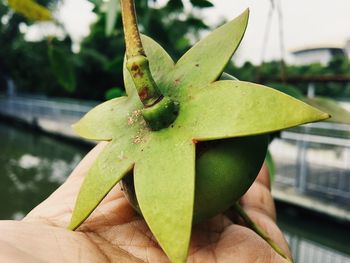 Close-up of hand holding leaf