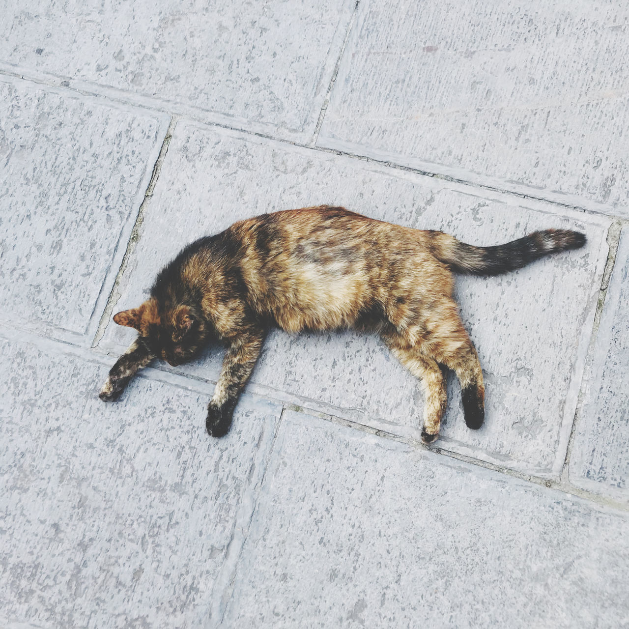 HIGH ANGLE VIEW OF CAT LYING DOWN ON FLOOR