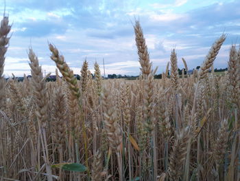 Panoramic shot of stalks in field against sky