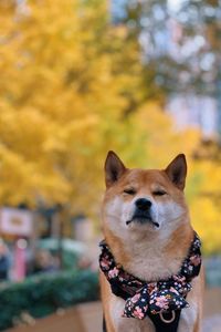 Close-up portrait of a dog