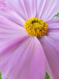 Close-up of pink flower