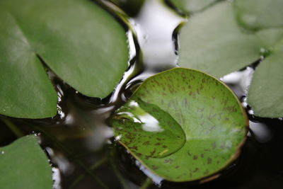 The lotus leaf at the brim of the water is beautiful and the pattern of the lotus leaf.