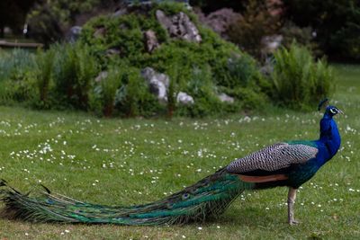 View of peacock on grass