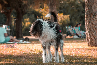 Dogs running on field