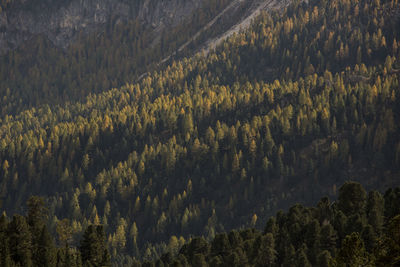 High angle view of pine trees in forest