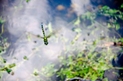 Close-up of insect on leaf