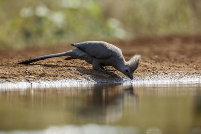 Close-up of a bird in lake