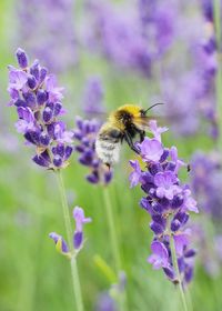 Close-up of bee pollinating on thistle