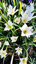 Close-up of white flowers blooming outdoors