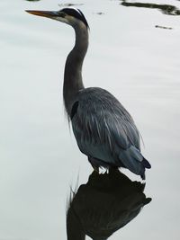 High angle view of gray heron perching on lake