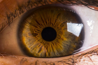 Macro shot of human eye