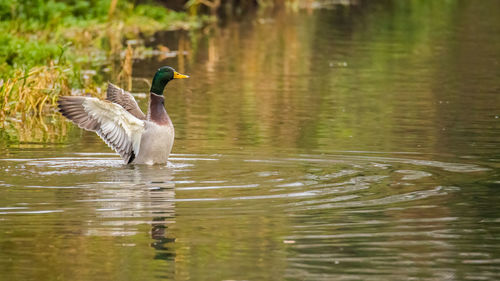 Duck swimming in lake