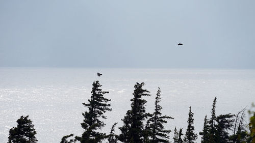 Bird flying over sea against sky