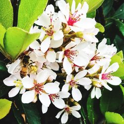 Close-up of white flowers