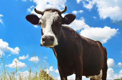 Low angle view of cow against sky