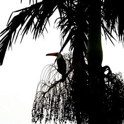 Low angle view of palm trees against sky