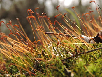 Close-up of grass