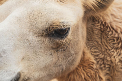 Close-up of a horse