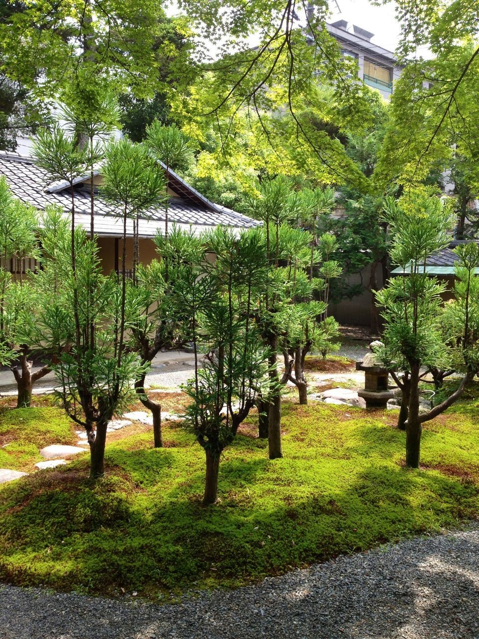 tree, building exterior, architecture, built structure, green color, grass, growth, lawn, house, park - man made space, branch, sunlight, tree trunk, shadow, plant, day, footpath, outdoors, nature, residential building