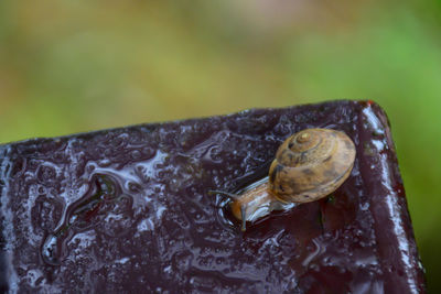 Close-up of snail