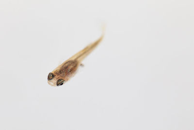 Close-up of insect against white background