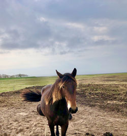 Horse standing on field