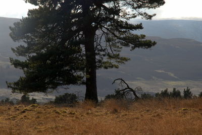 Trees on field against sky