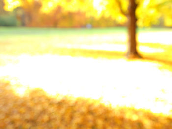 Close-up of tree against blurred background