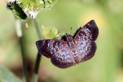 Close-up of butterfly on plant