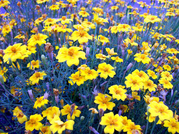 High angle view of yellow flowering plants on field
