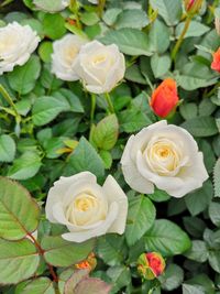 High angle view of rose bouquet