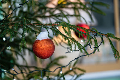 Red toy ball hangs on a snowy branch, a red bauble on snowy pine, christmas decoration, closeup