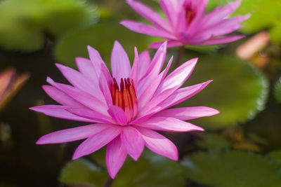 Close-up of insect on purple flowering plant