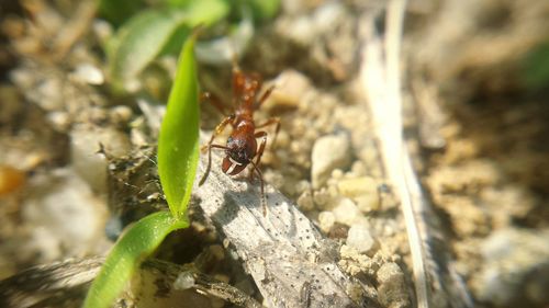 Close-up of insect