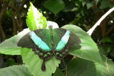 Close-up of insect on leaf