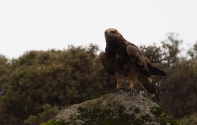 Closeup side on profile portrait of tawny eagle aquila rapax perching on rocks, ethiopia.