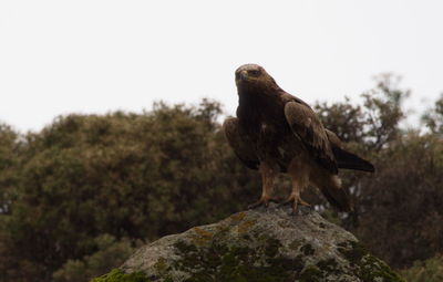 Bird perching on rock against sky