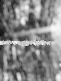 Close-up of frozen water on land