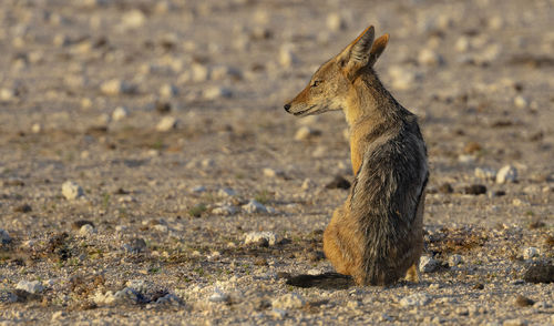 Deer standing on field