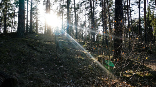 Sunlight streaming through trees in forest