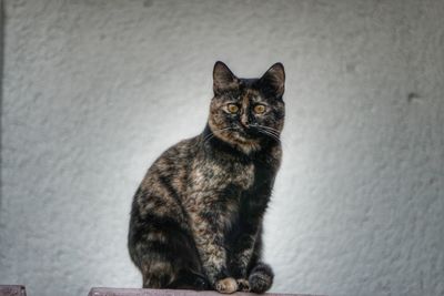 Portrait of cat sitting against wall