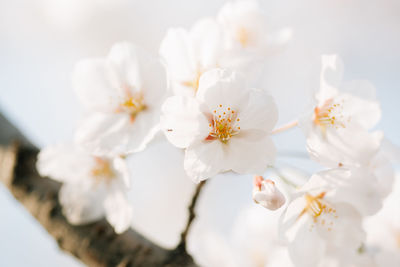 Close-up of white flowers