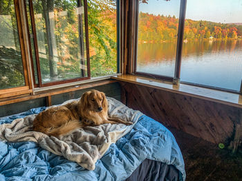 View of a dog resting on window