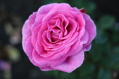 Close-up of pink rose