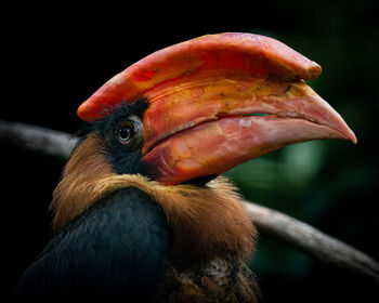 Close-up of a bird