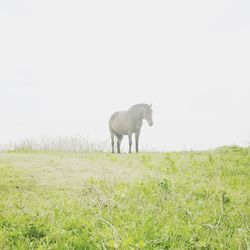 Cow standing on field against clear sky