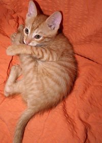 Cat looking away