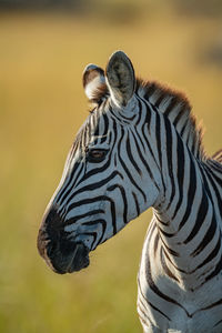 Close-up of plains zebra head and neck