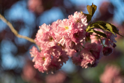 Close-up of pink cherry blossoms