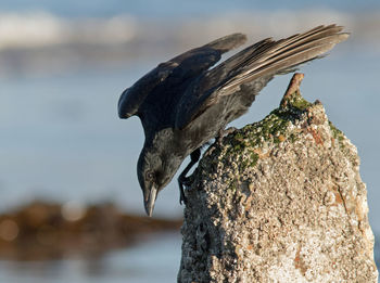 Close-up of bird perching on rock